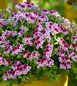 Tuoksupelargoni ’Nova’ 3 kpl