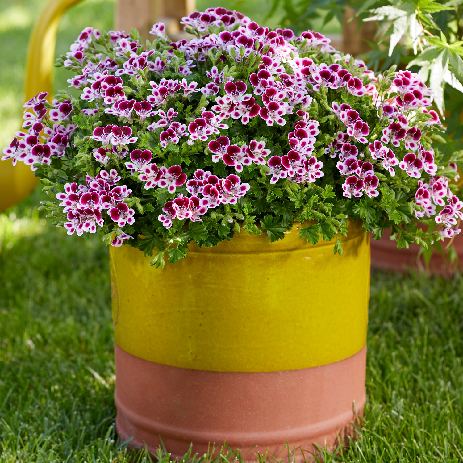 Tuoksupelargoni ’Nova’ 3 kpl