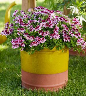 Tuoksupelargoni ’Nova’ 3 kpl