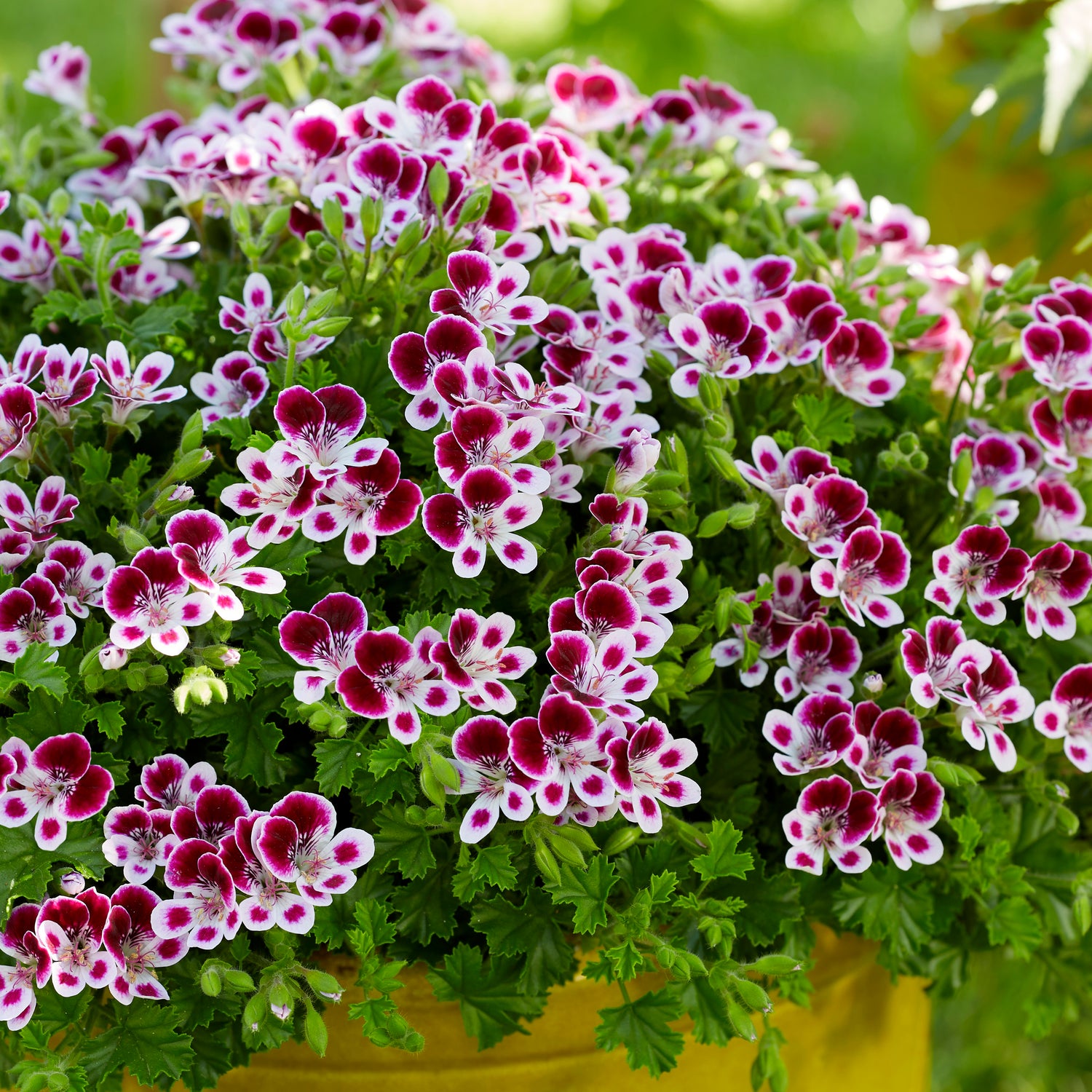Tuoksupelargoni ’Nova’ 3 kpl