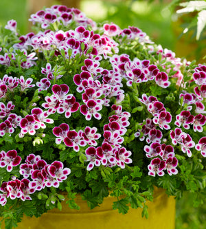 Tuoksupelargoni ’Nova’ 3 kpl