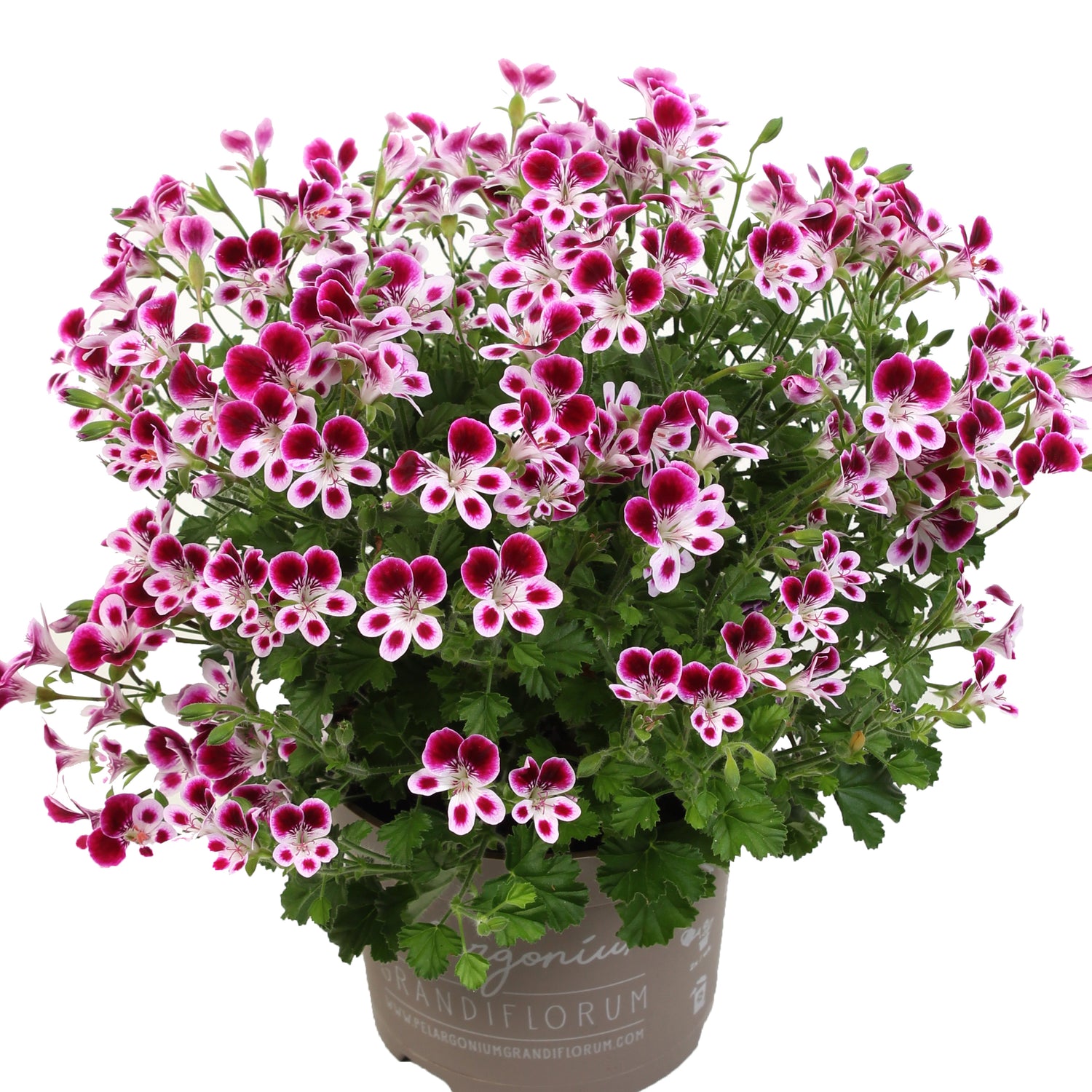 Tuoksupelargoni ’Nova’ 3 kpl