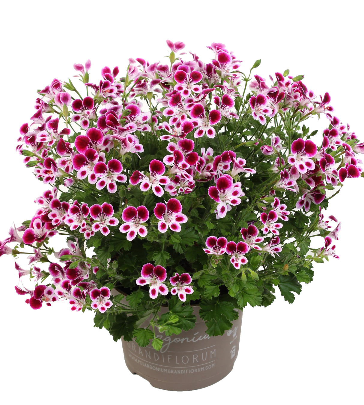 Tuoksupelargoni ’Nova’ 3 kpl