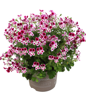 Tuoksupelargoni ’Nova’ 3 kpl