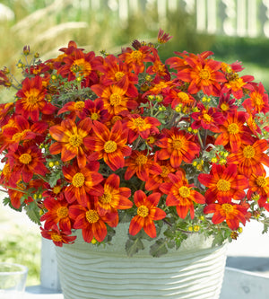 Rusokki 'Bee Happy Red’ 5 kpl