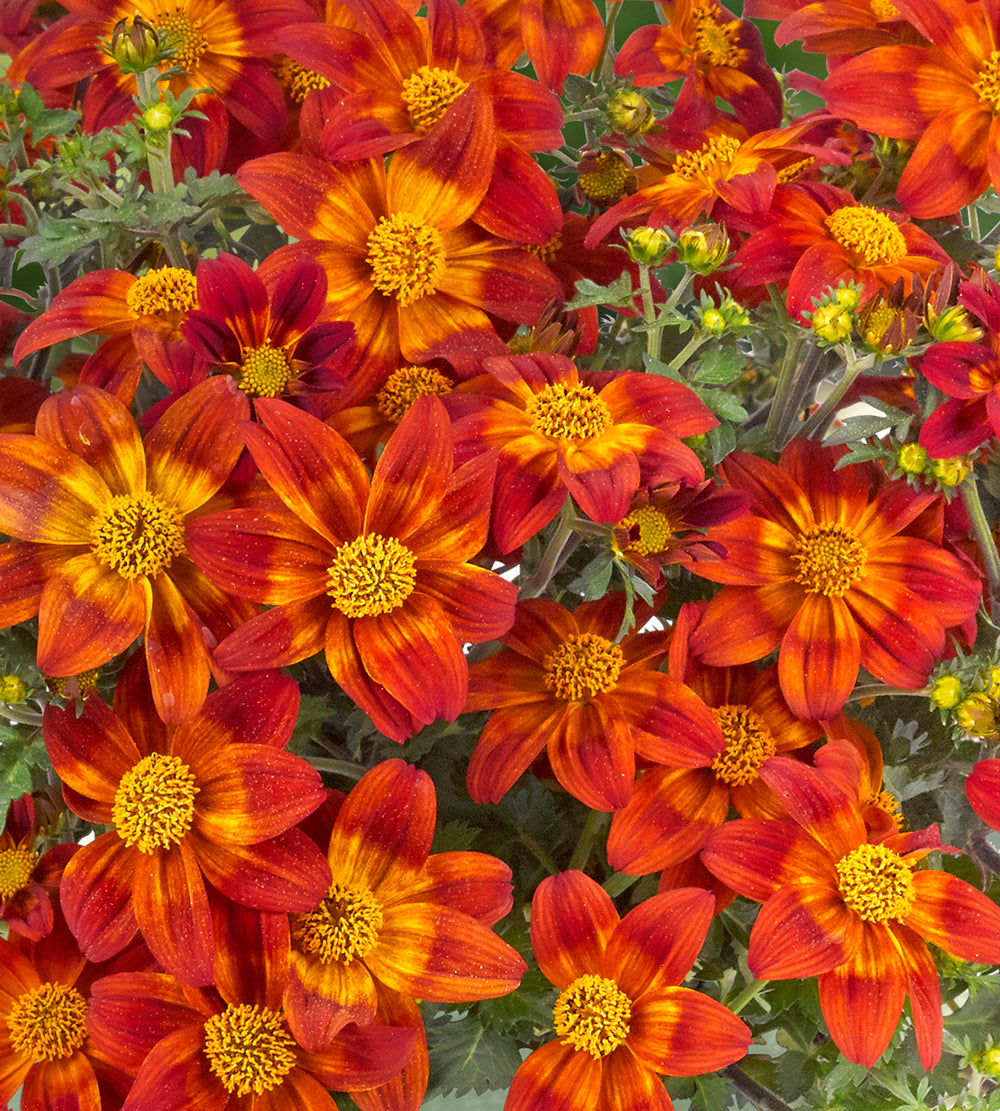 Rusokki 'Bee Happy Red’ 5 kpl