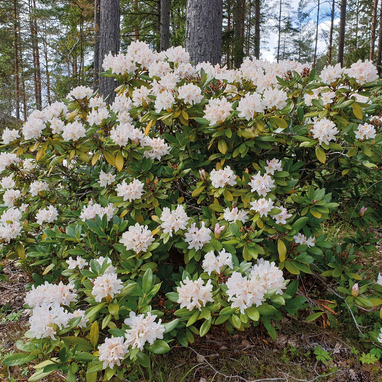 1 kpl Alppiruusu ’Cunningham’s White’