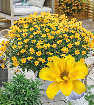 5 kpl Rusokki 'Gold Strike'