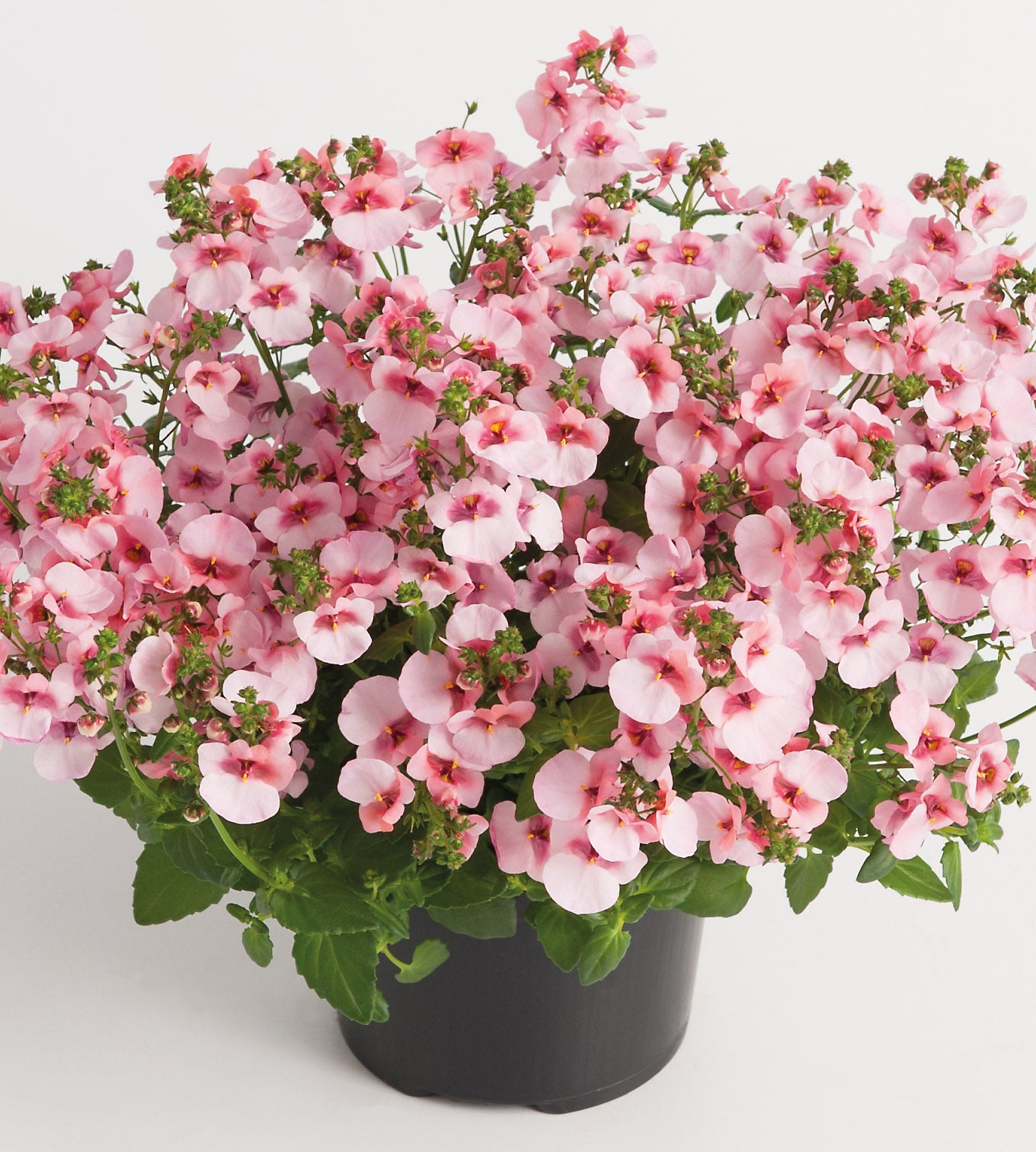 5 kpl Amppelidiana 'Juliet Appleblossom'
