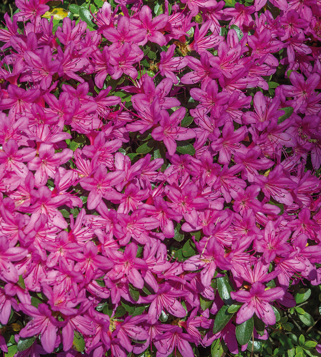 1 kpl Japaninatsalea ’Hatsugiri’