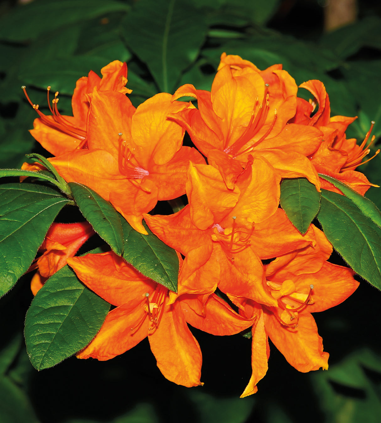 1 kpl Japaninatsalea ’Brilliant’