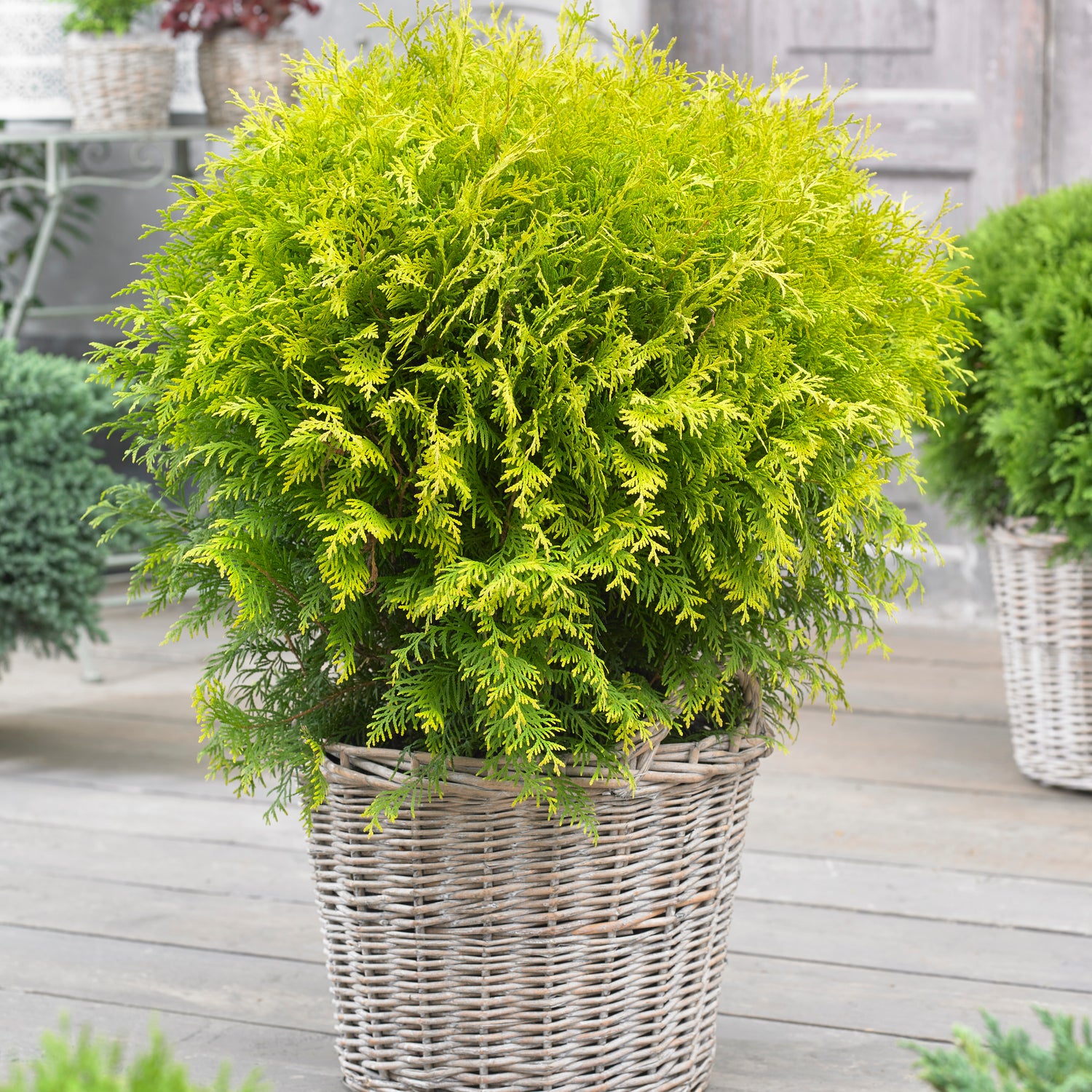 1 kpl Pallotuija ’Golden Globe’