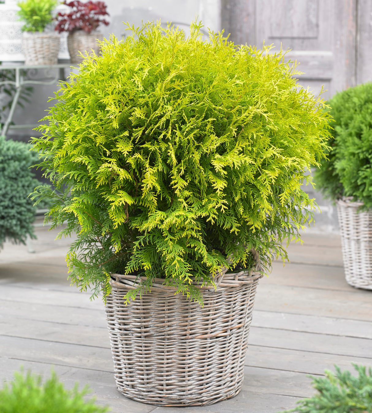 1 kpl Pallotuija ’Golden Globe’