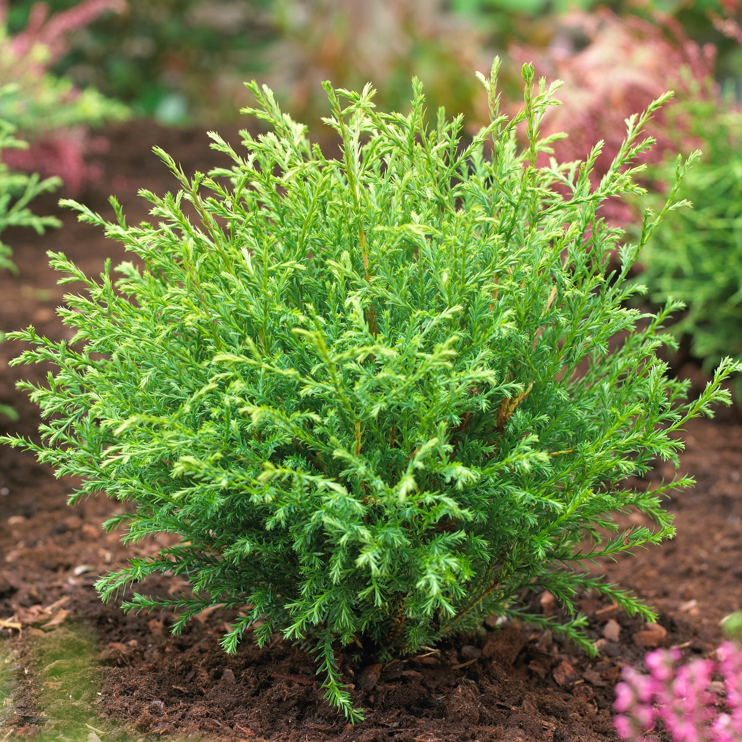 1 kpl Pallotuija ’Mr. Bowling Ball’
