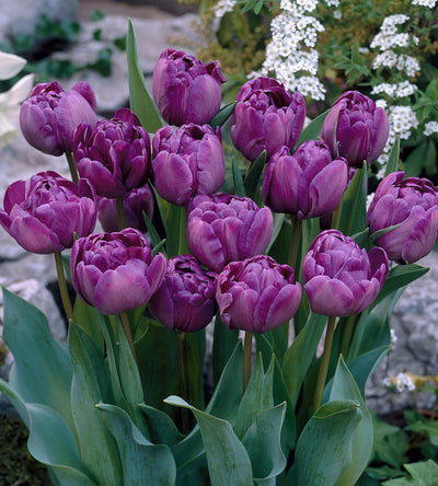 5 kpl Tulppaani 'Double Flag'