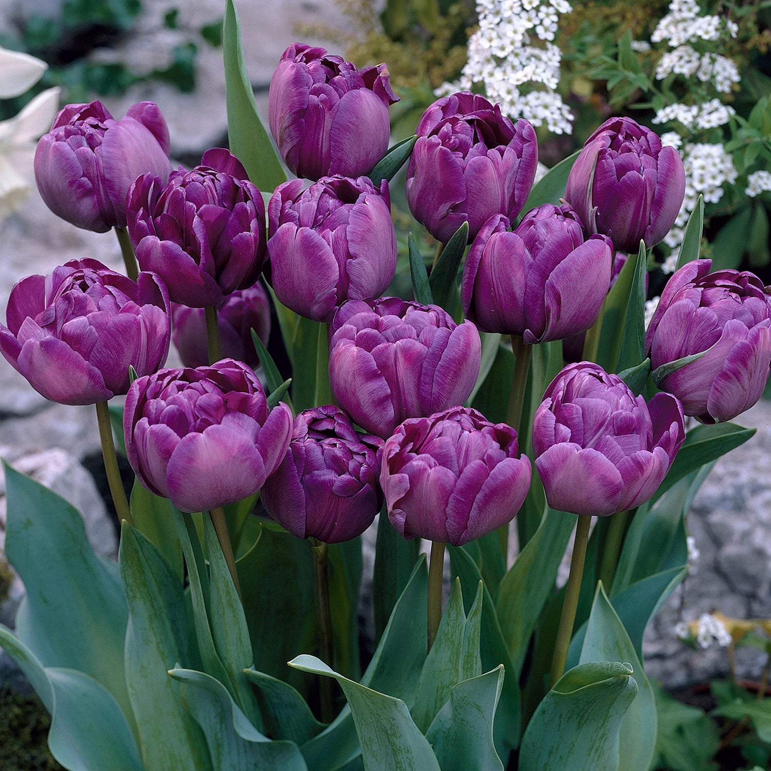 15 kpl Tulppaani 'Double Flag'