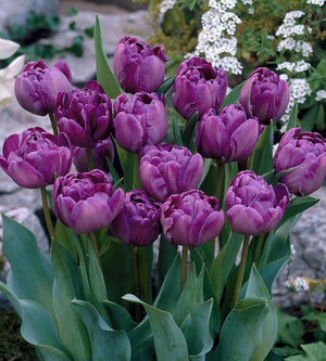 15 kpl Tulppaani 'Double Flag'