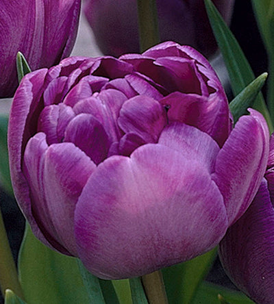 5 kpl Tulppaani 'Double Flag'