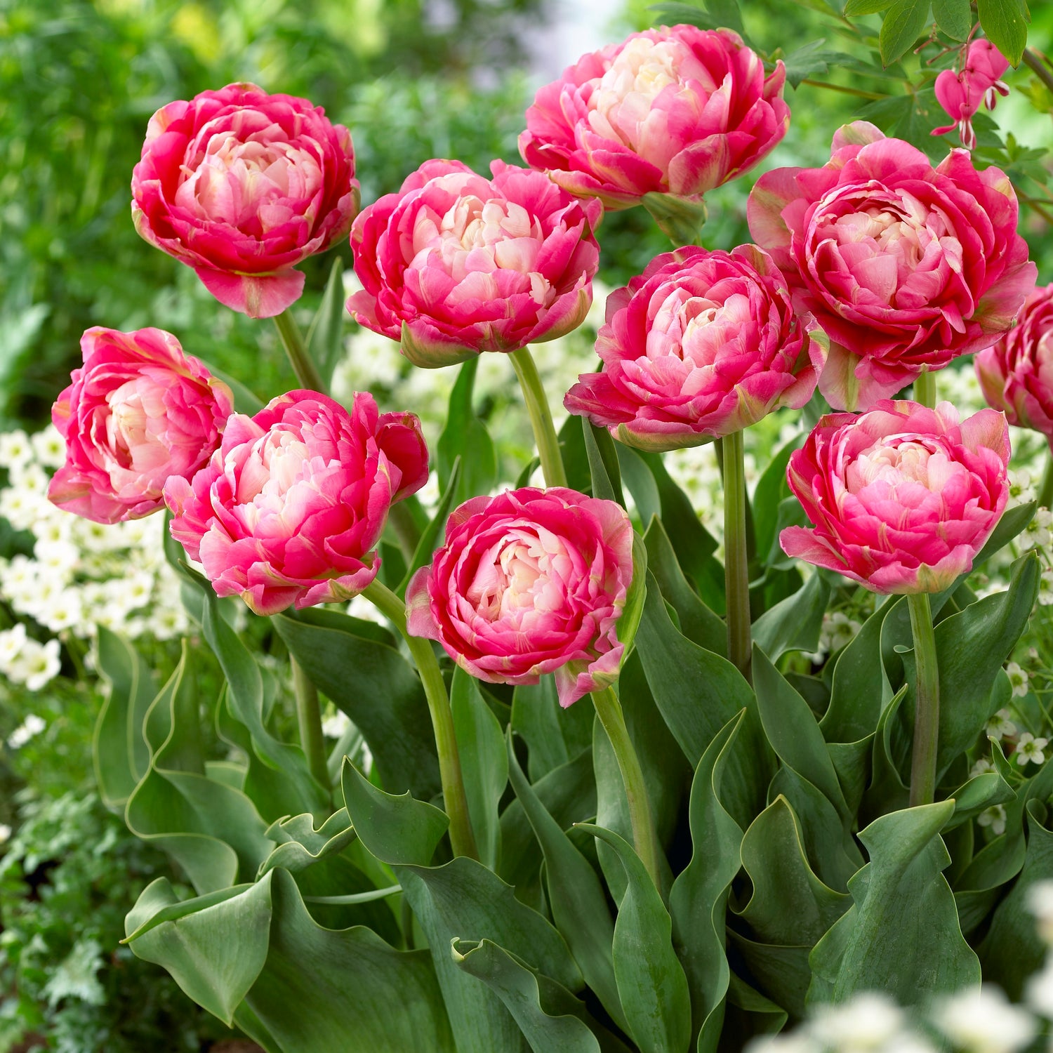 5 kpl Tulppaani Double Sugar