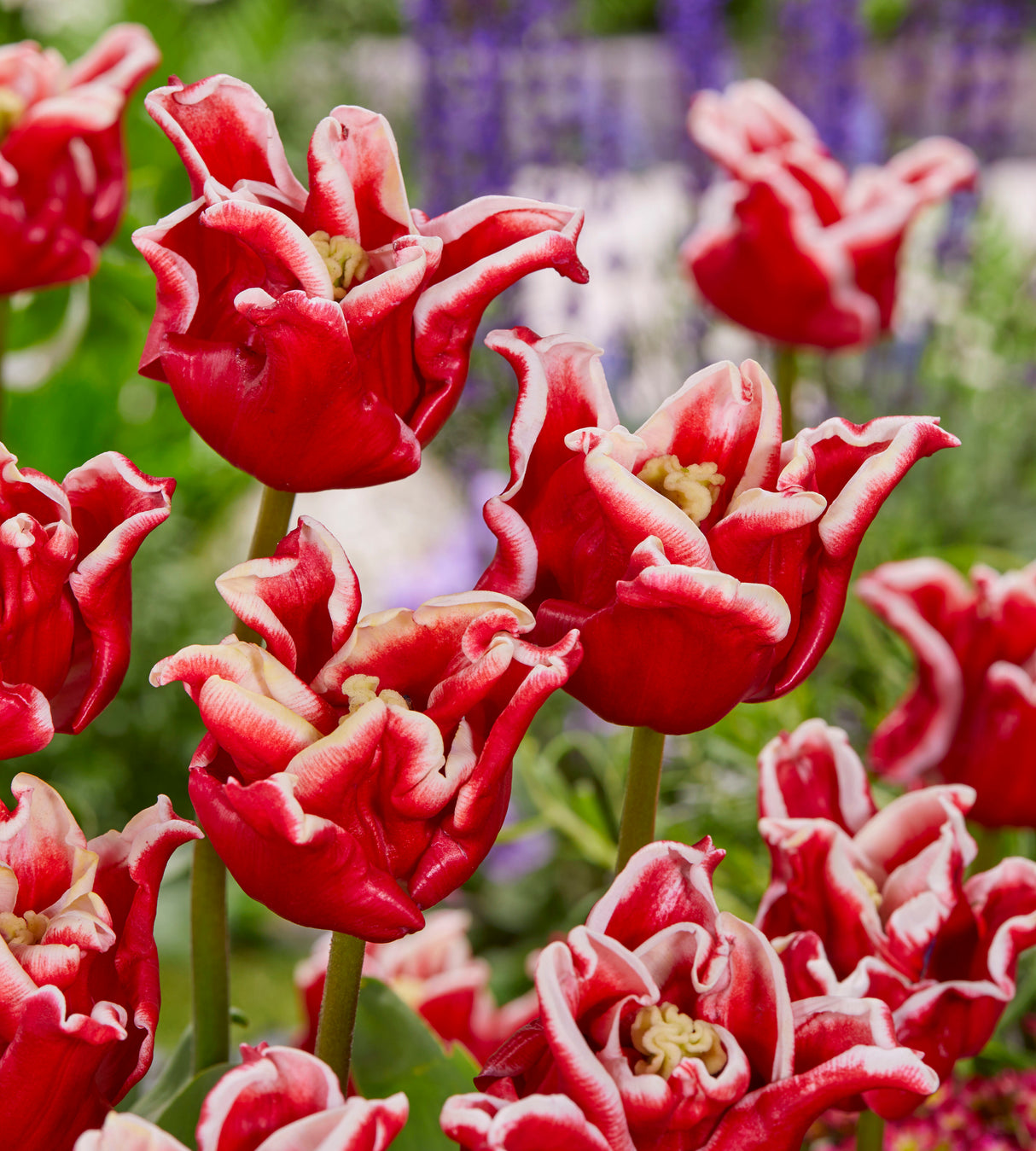 5 kpl Tulppaani ’Elegant Crown’