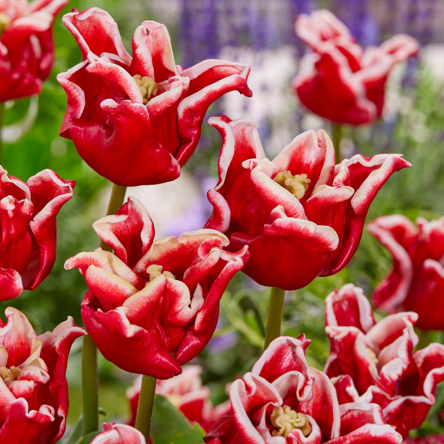 15 kpl Tulppaani ’Elegant Crown’