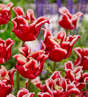 15 kpl Tulppaani ’Elegant Crown’