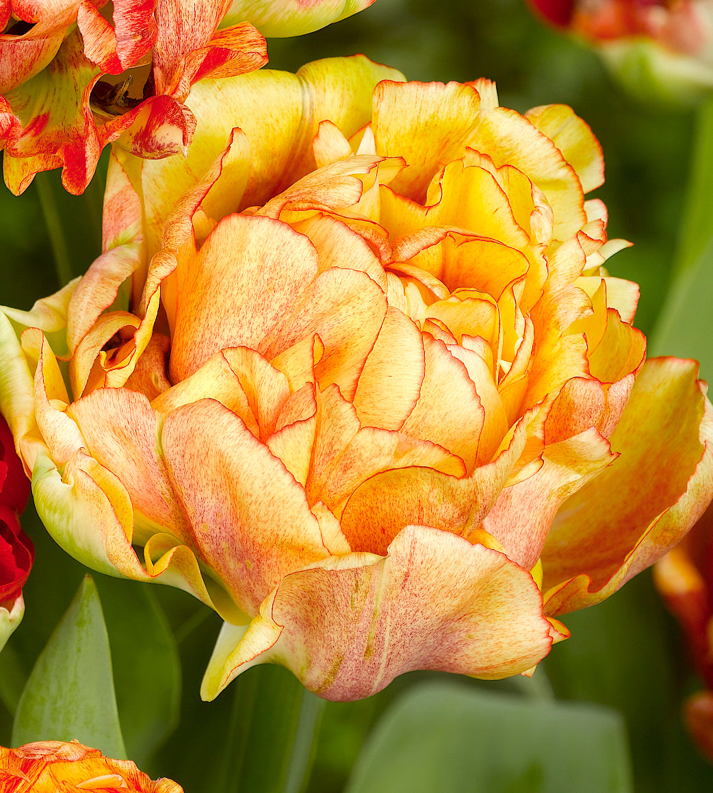 10 kpl Tulppaani 'Gudoshnik Double'