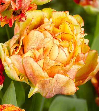 10 kpl Tulppaani 'Gudoshnik Double'