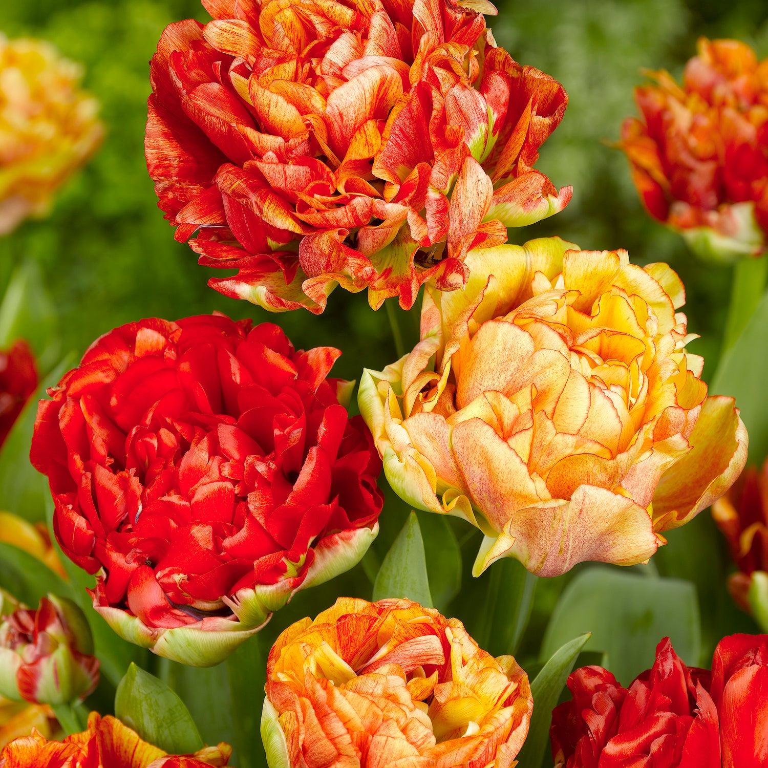 30 kpl Tulppaani 'Gudoshnik Double'