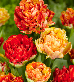 10 kpl Tulppaani 'Gudoshnik Double'