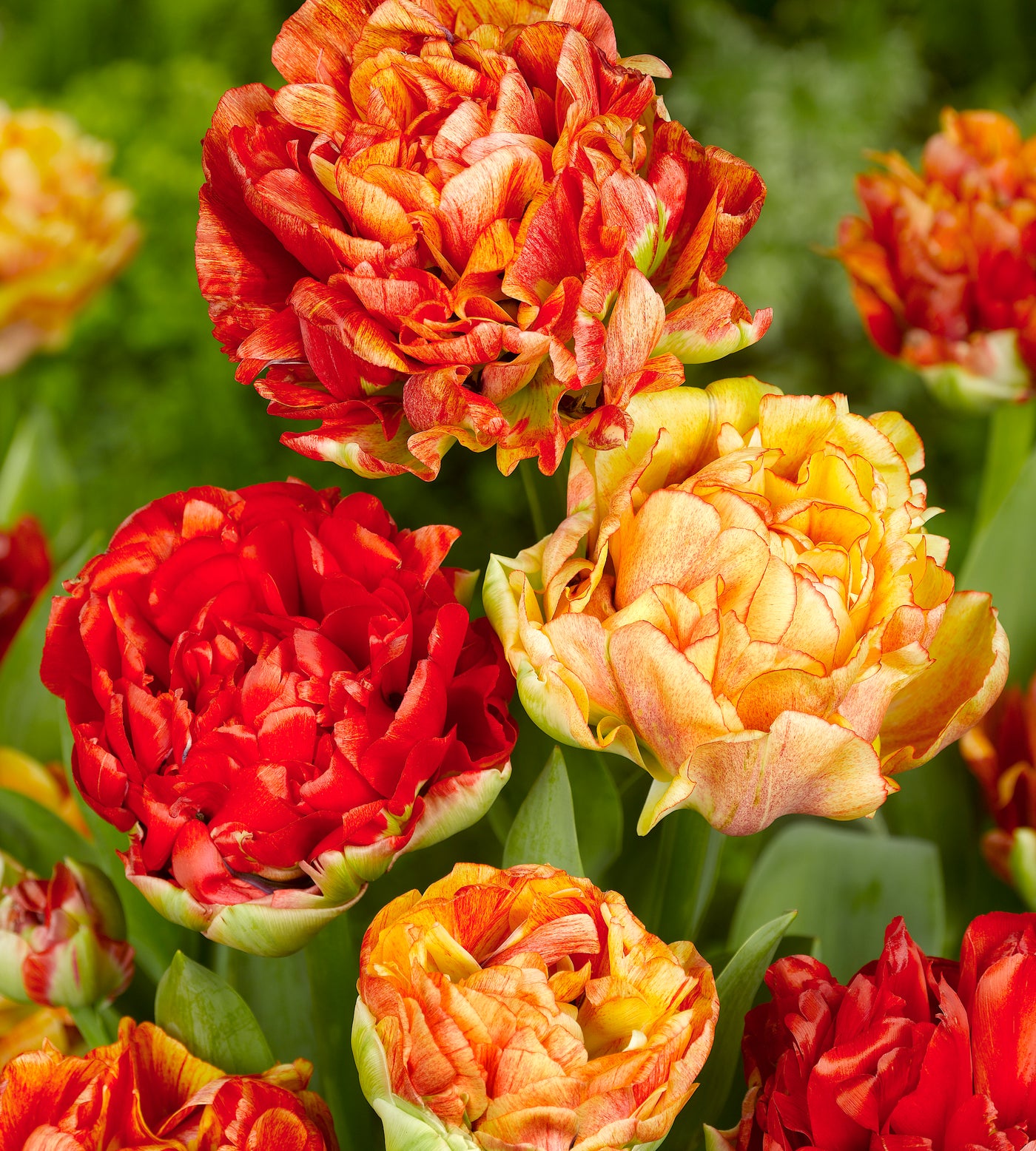 10 kpl Tulppaani 'Gudoshnik Double'