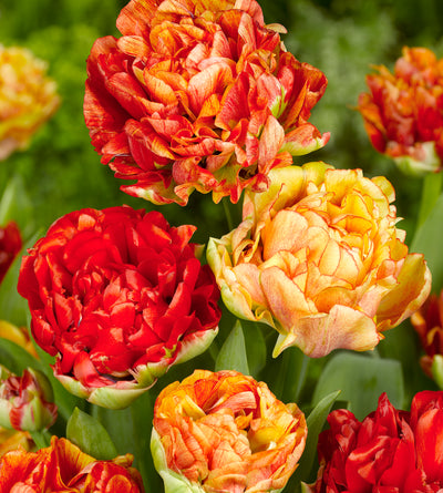 10 kpl Tulppaani 'Gudoshnik Double'