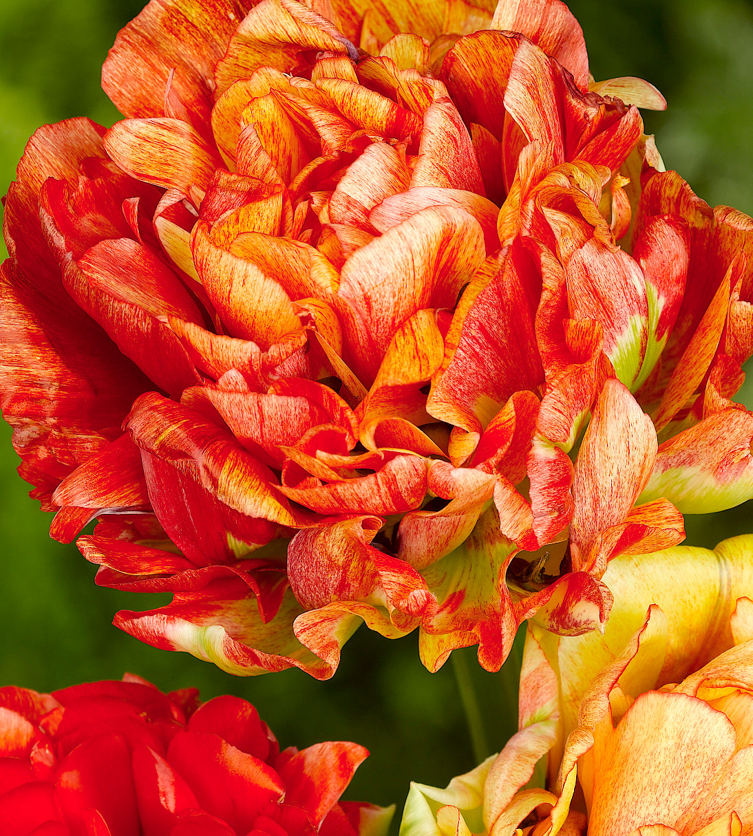 10 kpl Tulppaani 'Gudoshnik Double'