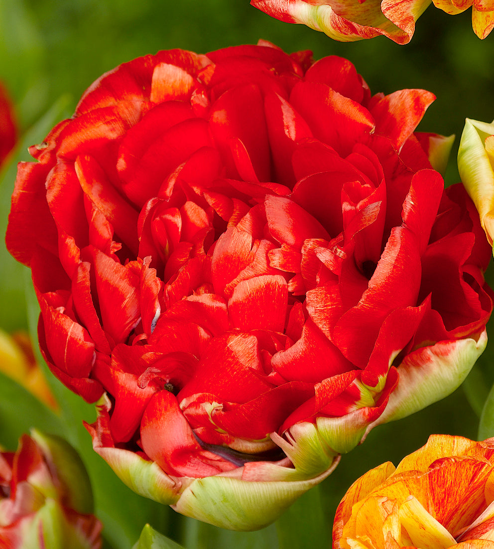 10 kpl Tulppaani 'Gudoshnik Double'