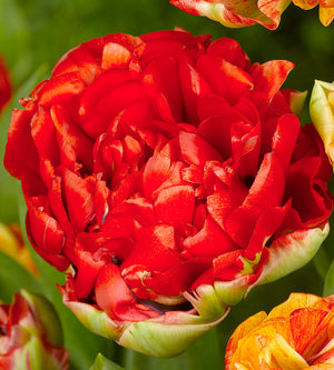 30 kpl Tulppaani 'Gudoshnik Double'