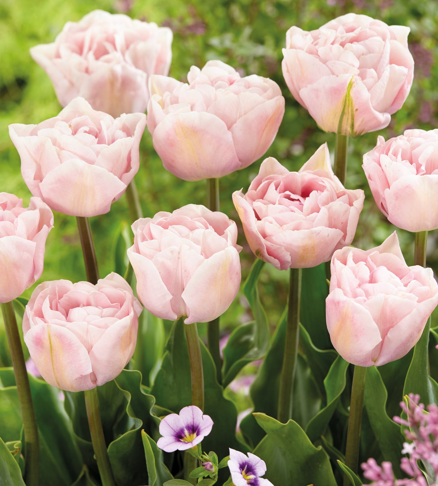 5 kpl Tulppaani 'Mariage'