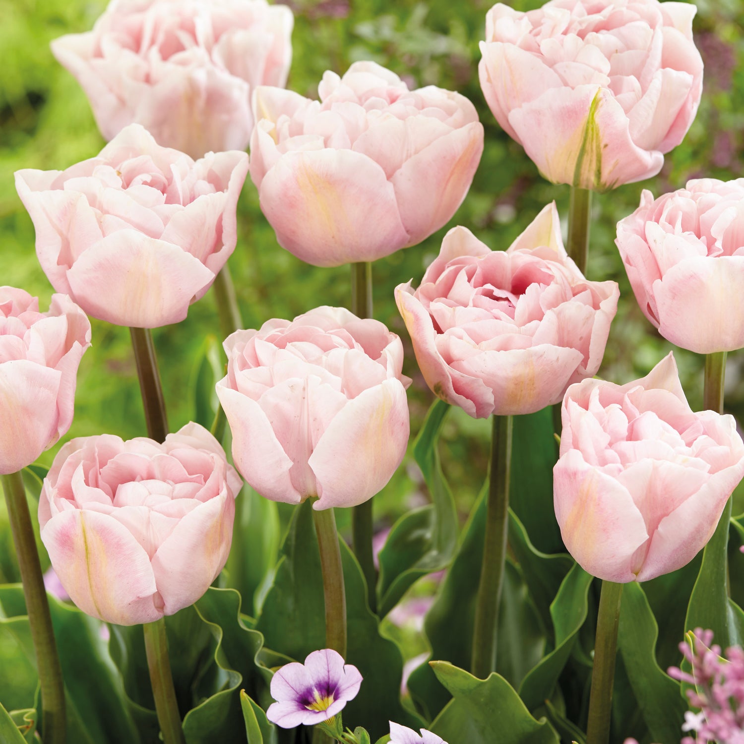 15 kpl Tulppaani 'Mariage'