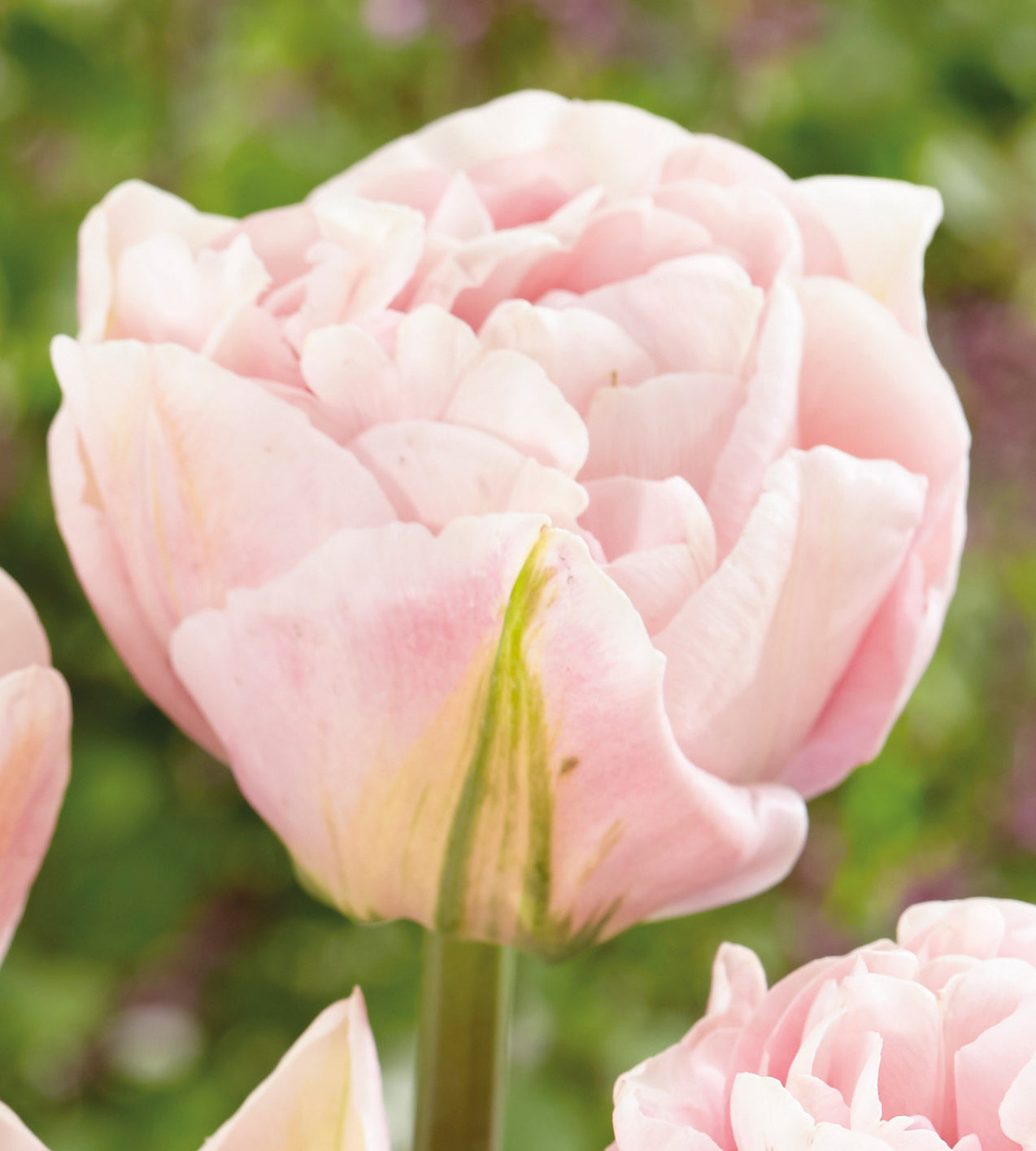 5 kpl Tulppaani 'Mariage'