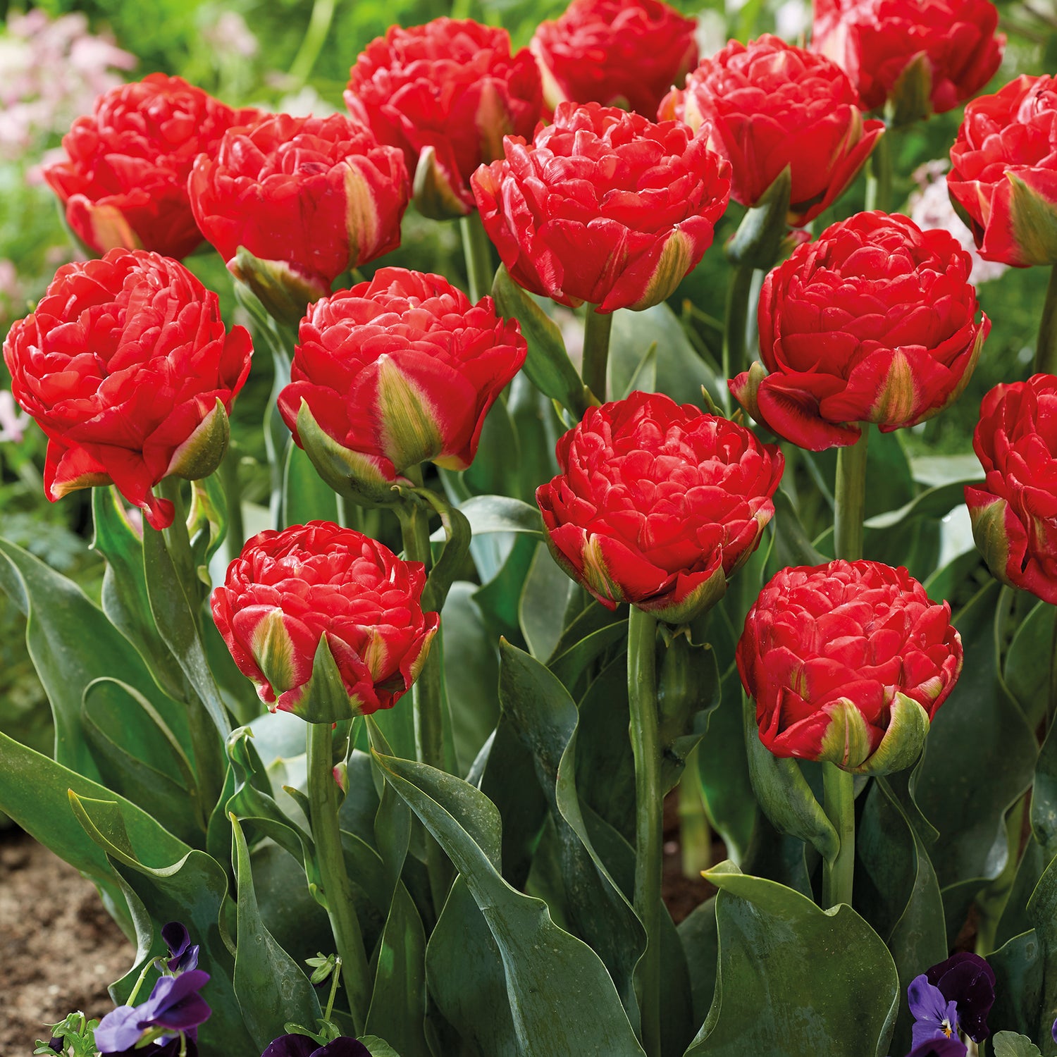 15 kpl Tulppaani 'Pamplona'