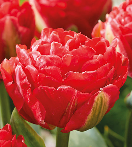 5 kpl Tulppaani 'Pamplona'