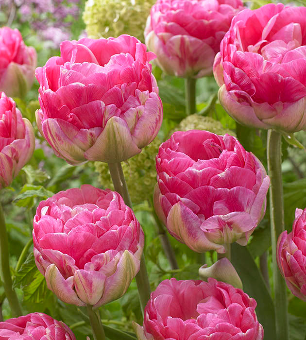 5 kpl Tulppaani ’Pinksize’