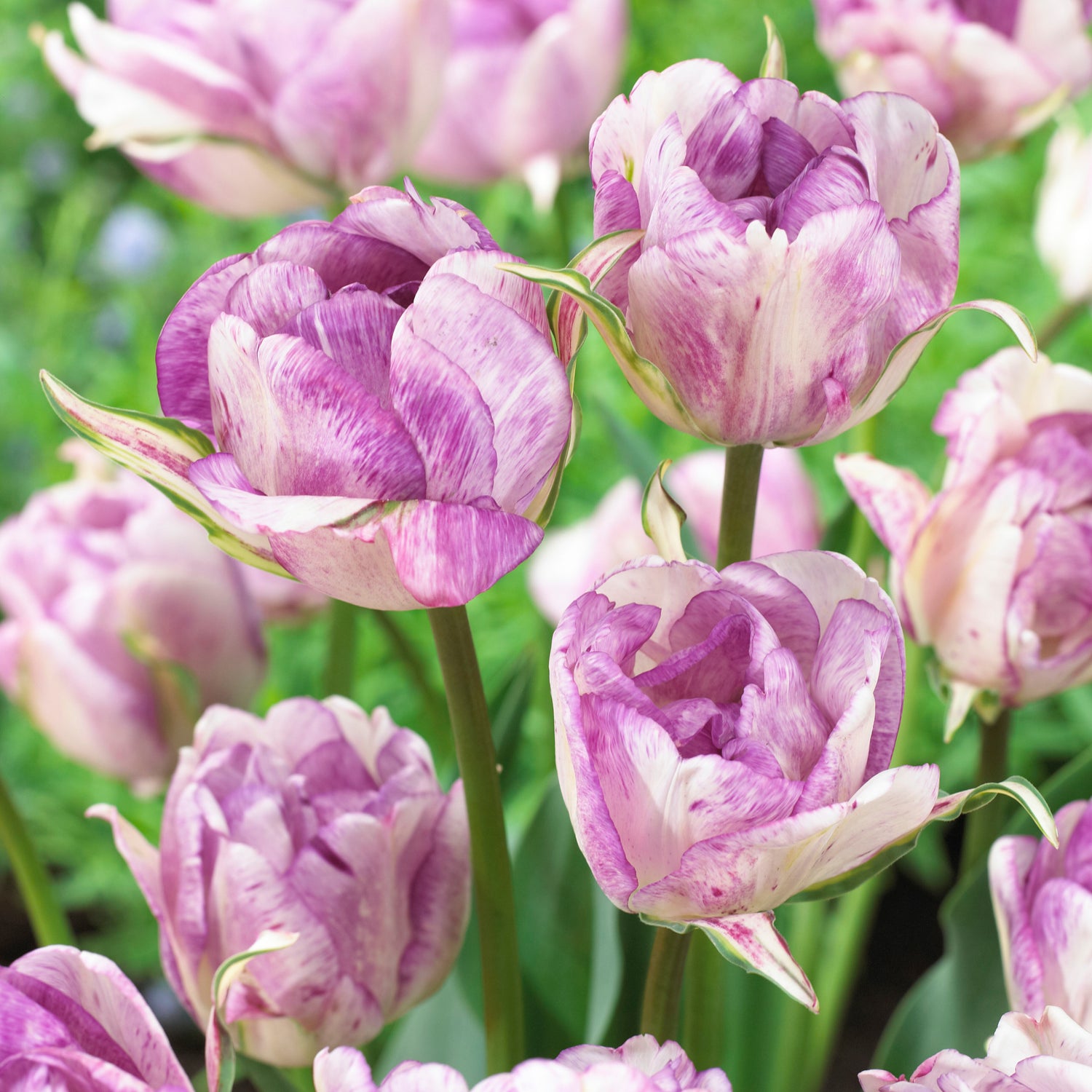 5 kpl Tulppaani ’Shirley Double’