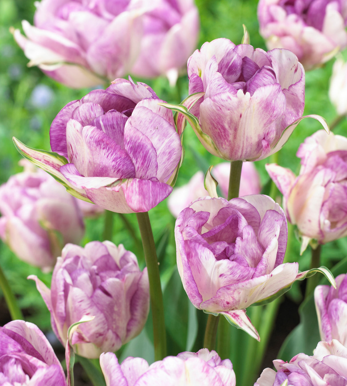 5 kpl Tulppaani ’Shirley Double’