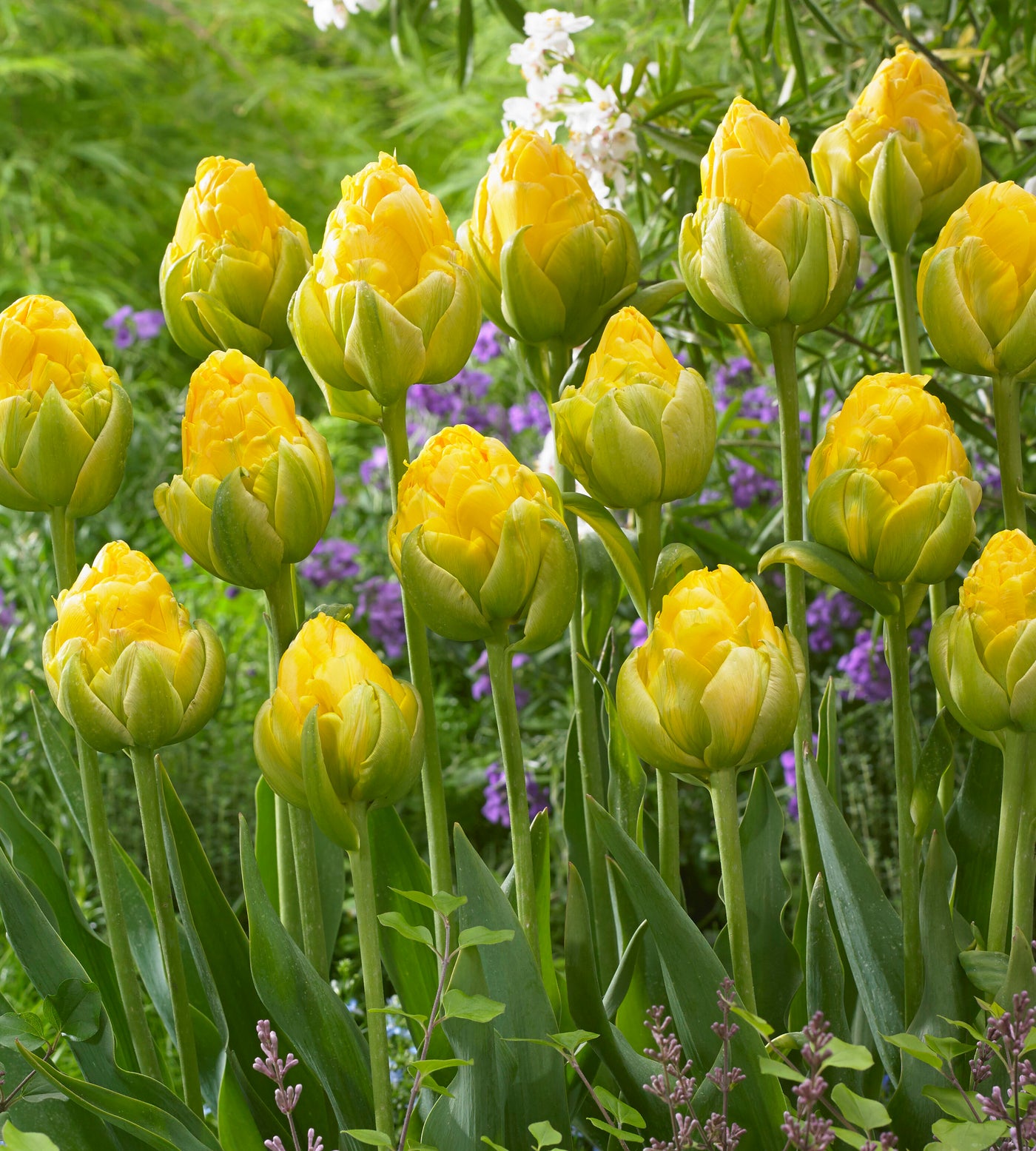 5 kpl Tulppaani ’Vanilla Coup’