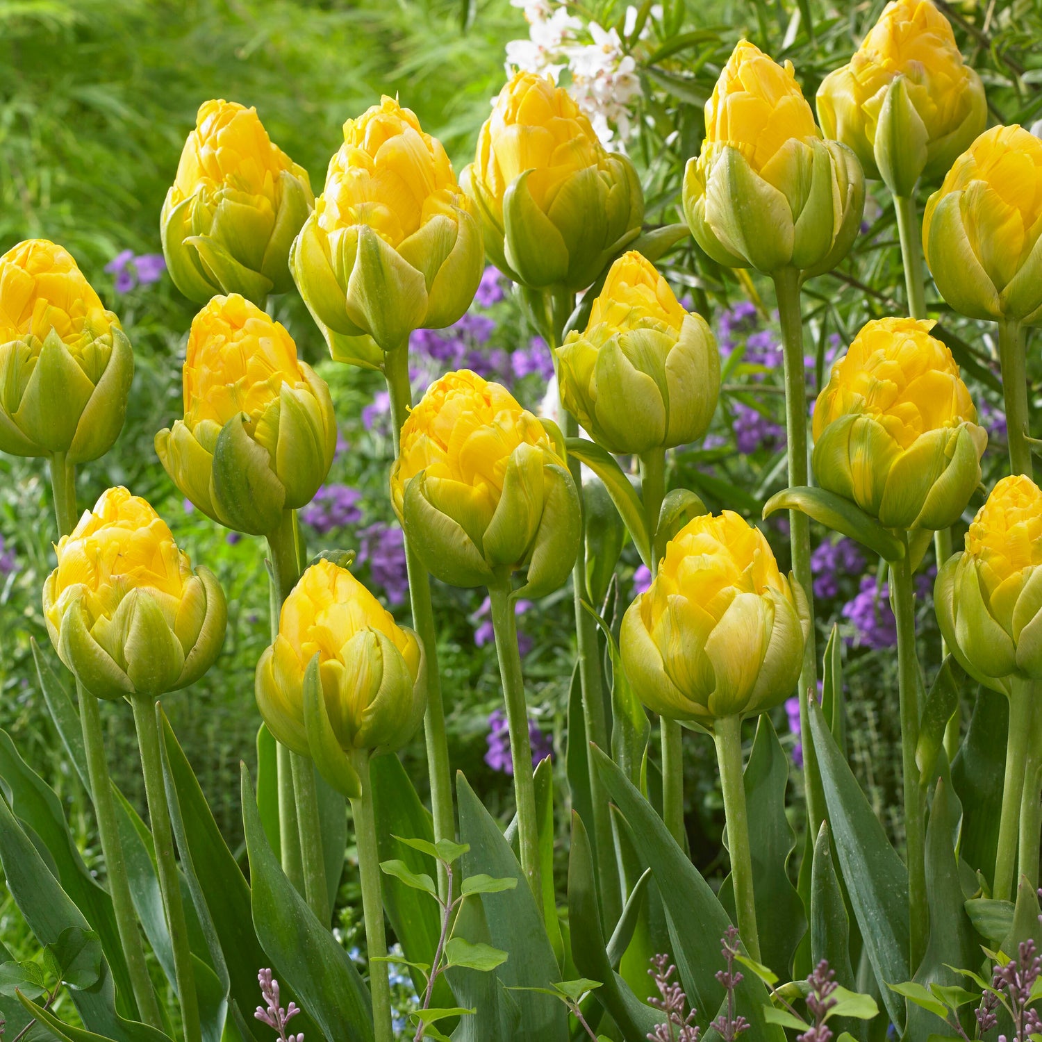 15 kpl Tulppaani ’Vanilla Coup’