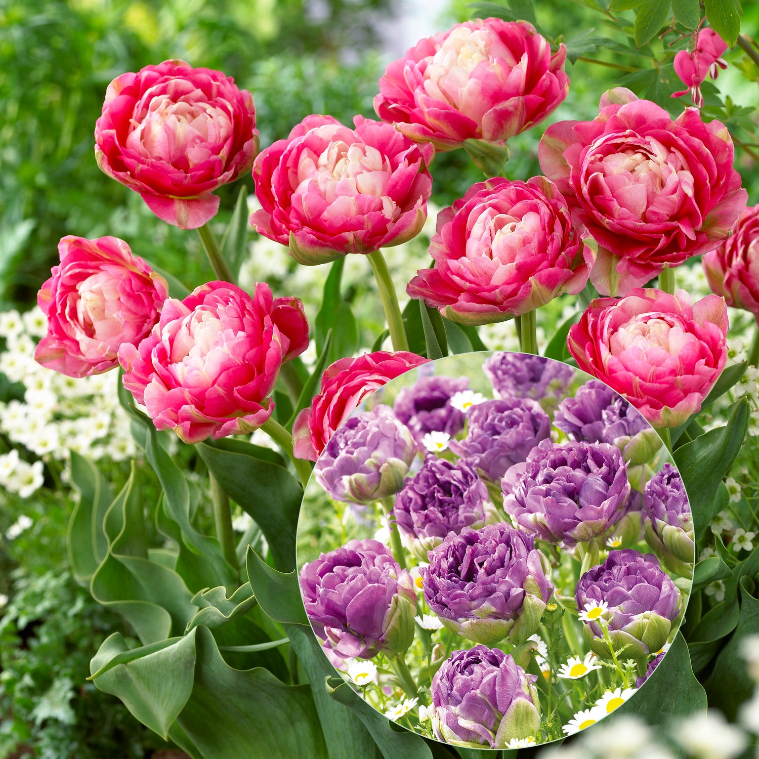 10 kpl Tulppaani Blue Wow & Double Sugar (5+5)