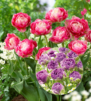 10 kpl Tulppaani Blue Wow & Double Sugar (5+5)