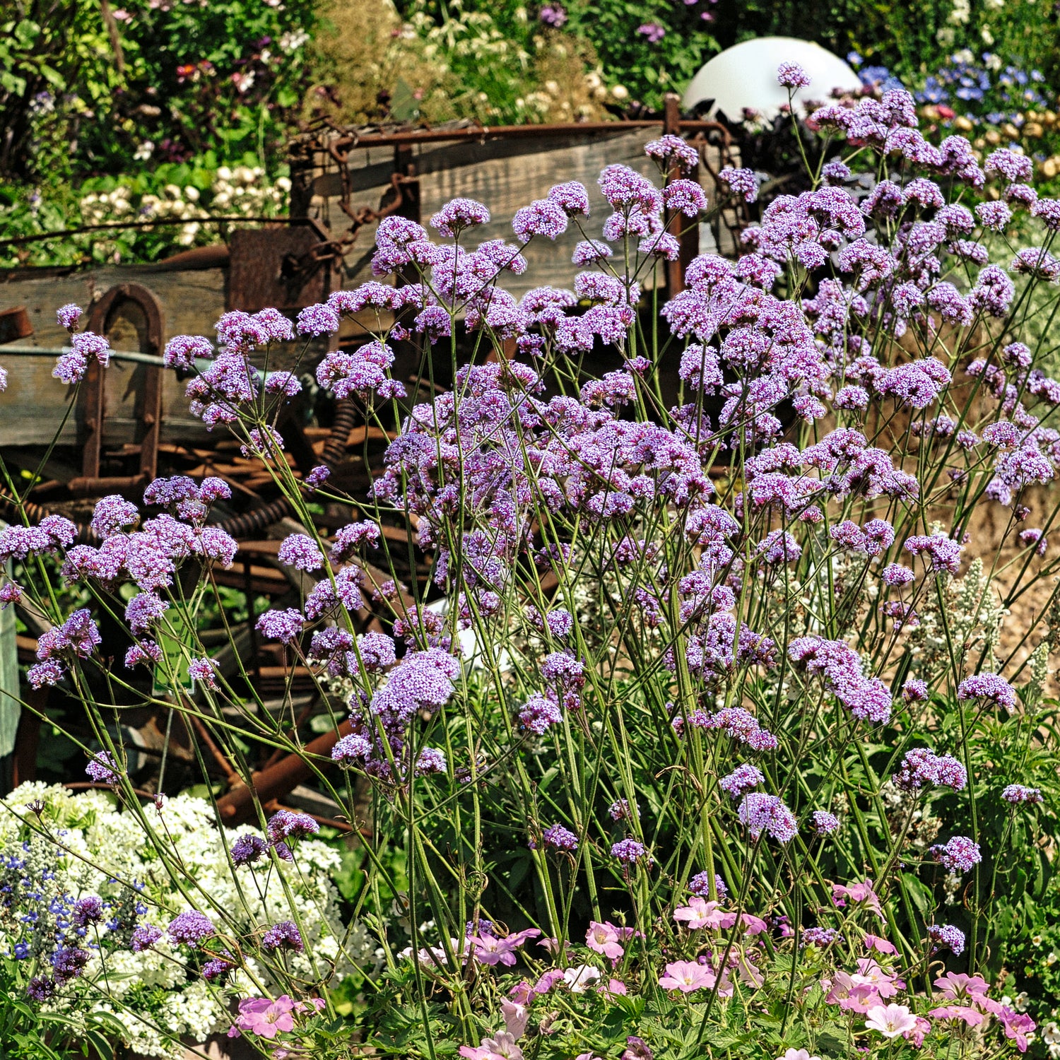 Jättiverbena 'Violet Blue' 3 kpl