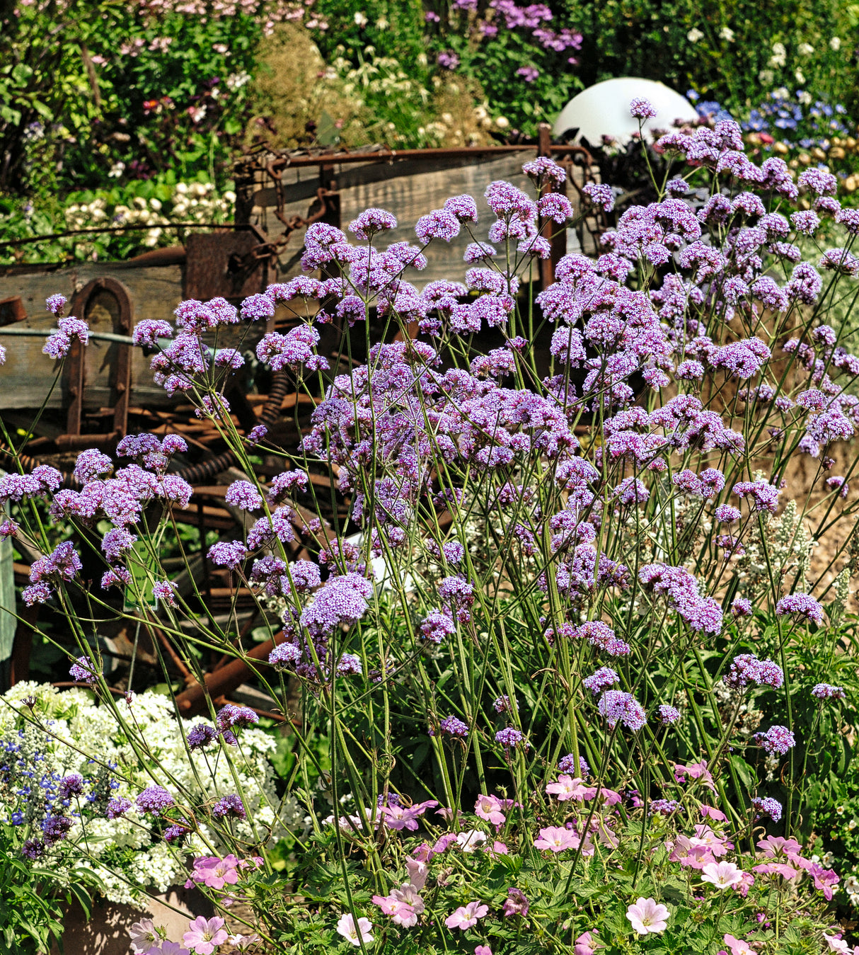 Jättiverbena 'Violet Blue' 3 kpl