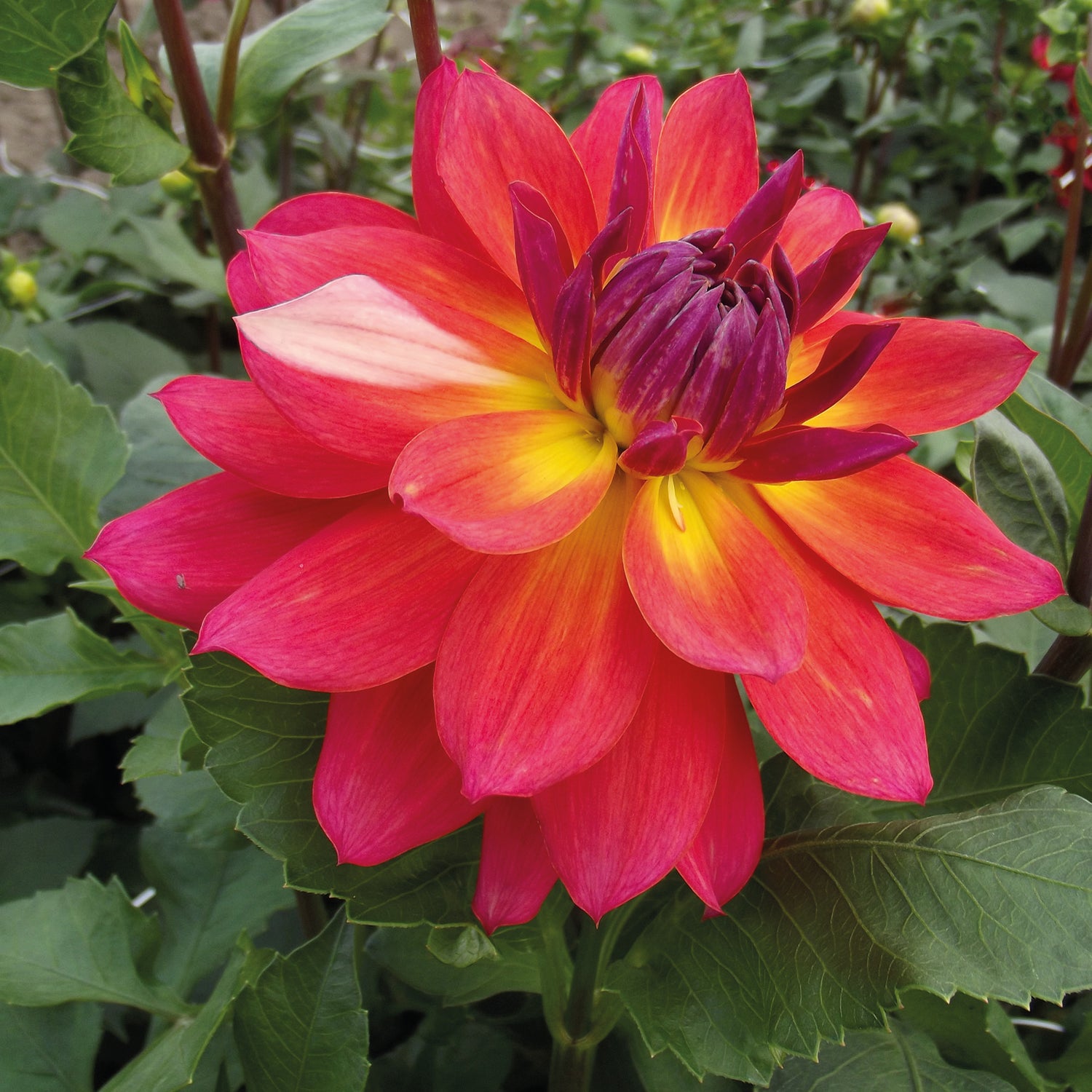 3 kpl Daalia ’Firepot’